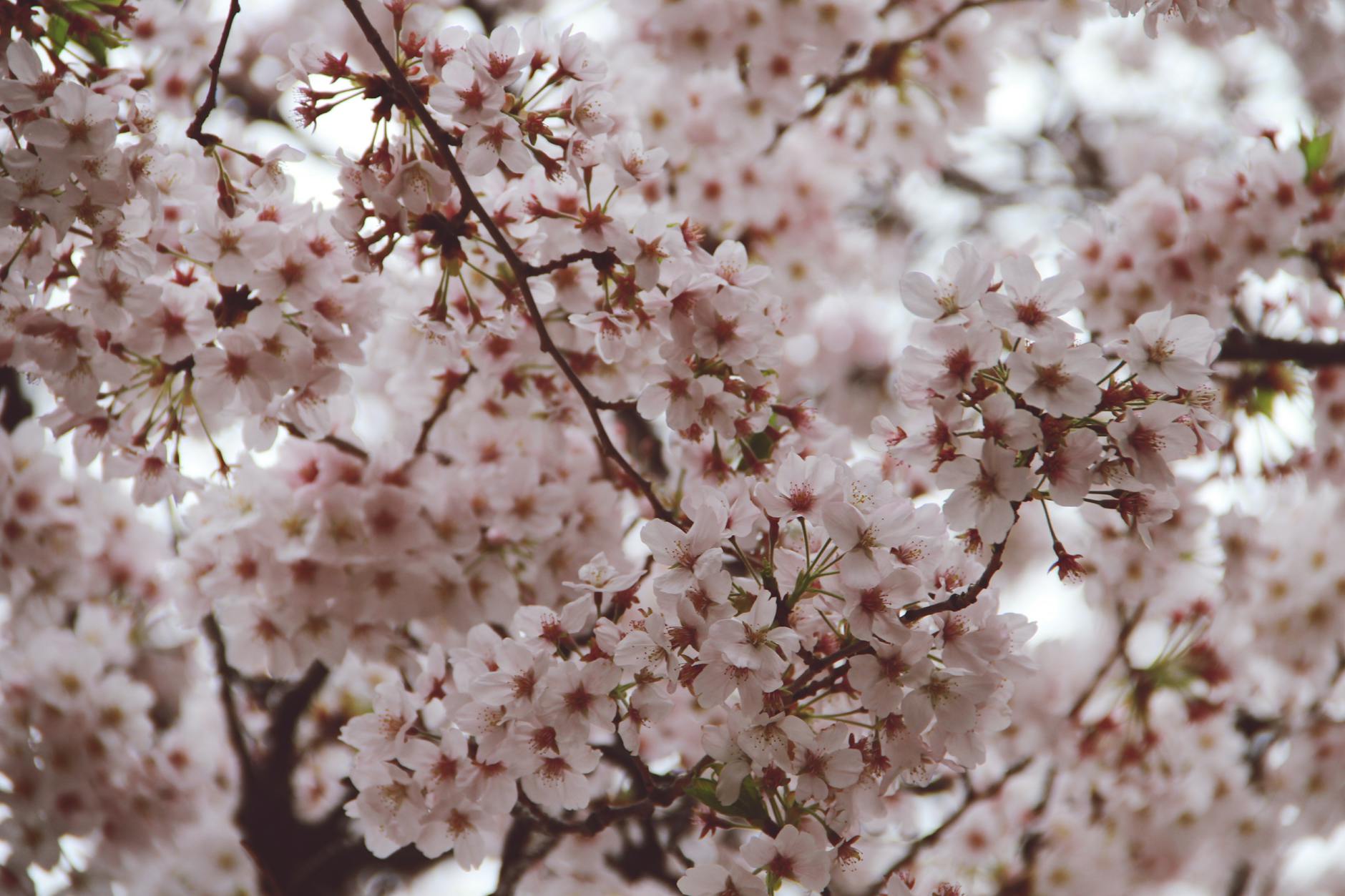 沖縄の花見スポット完全ガイド｜レンタカーで行く寒緋桜の名所【2027年保存版】