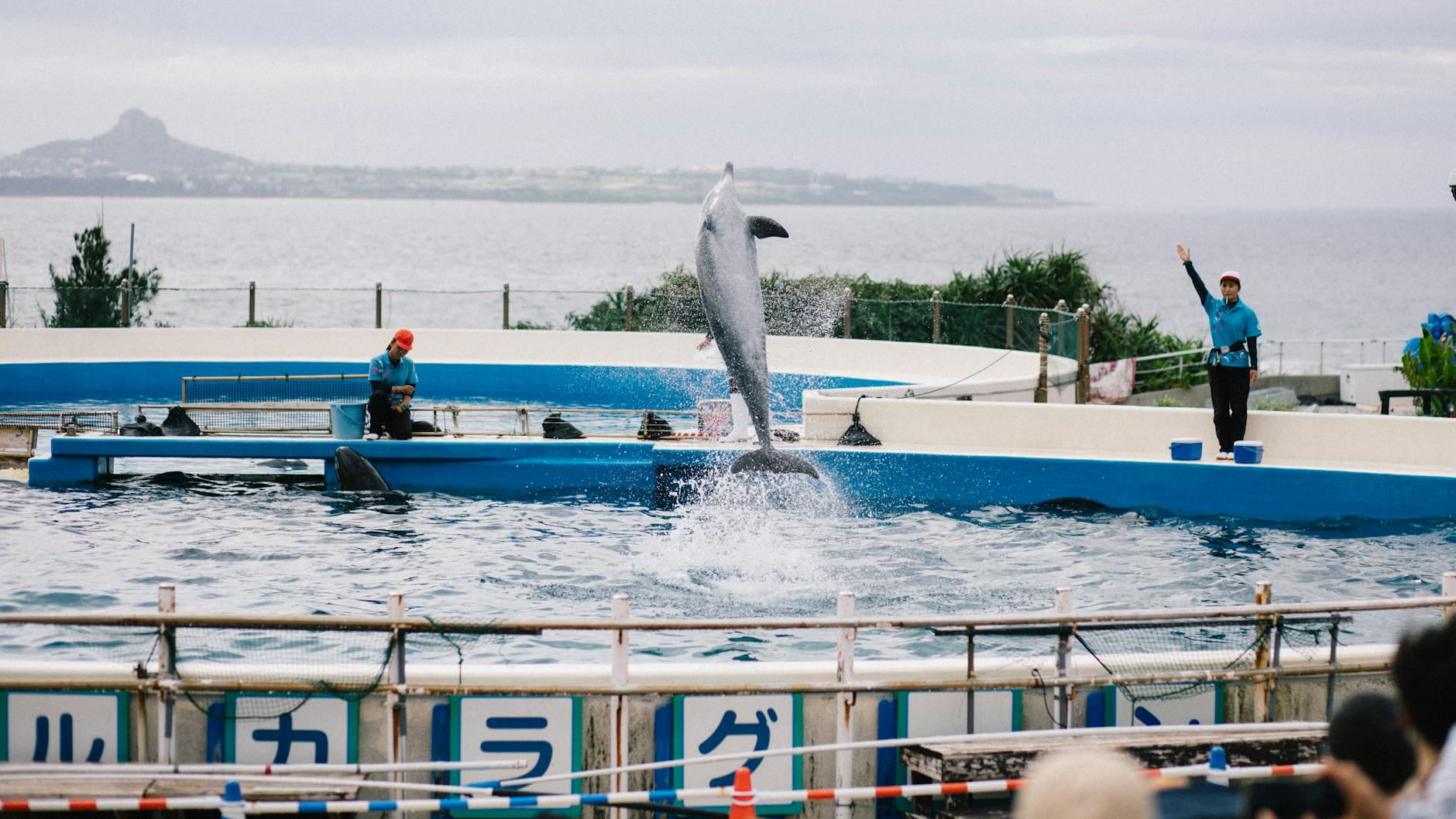 ジャングリアへのアクセス｜レンタカーで行く方法・駐車場・渋滞対策